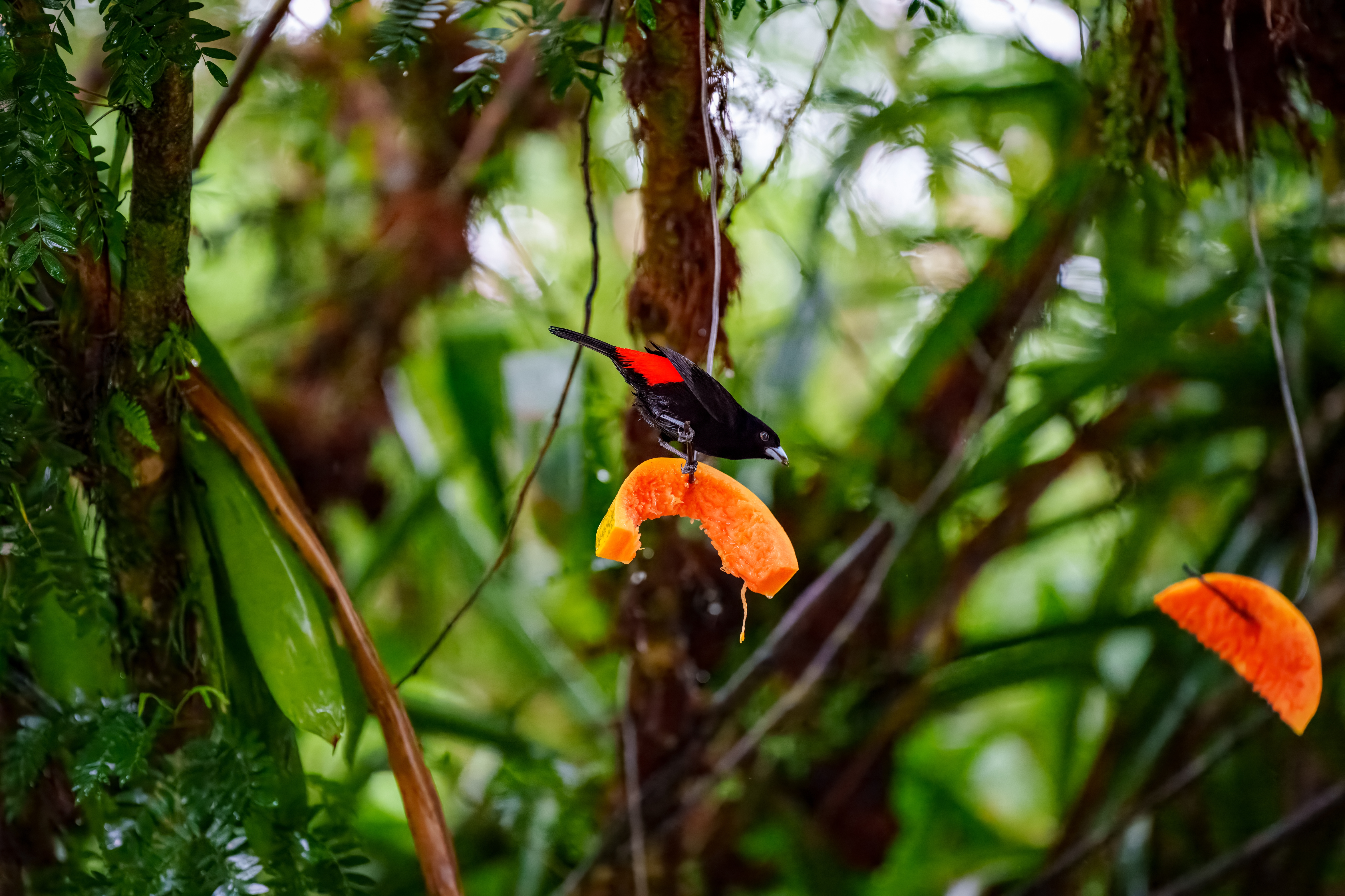 Kirschtangare ist ein mittelgroßer Sperlingsvogel. Diese Tangare ist ein ansässiger Brüter im pazifischen Tiefland von Costa Rica und Westpanama.
Erwachsener Plum. nuptial

Wald: Feuchtebene, Feuchtberg; Buschwald: feucht; Künstliche terrestrische Gebiete: landwirtschaftliches Land, Weiden, Plantagen, ländliche Gärten
